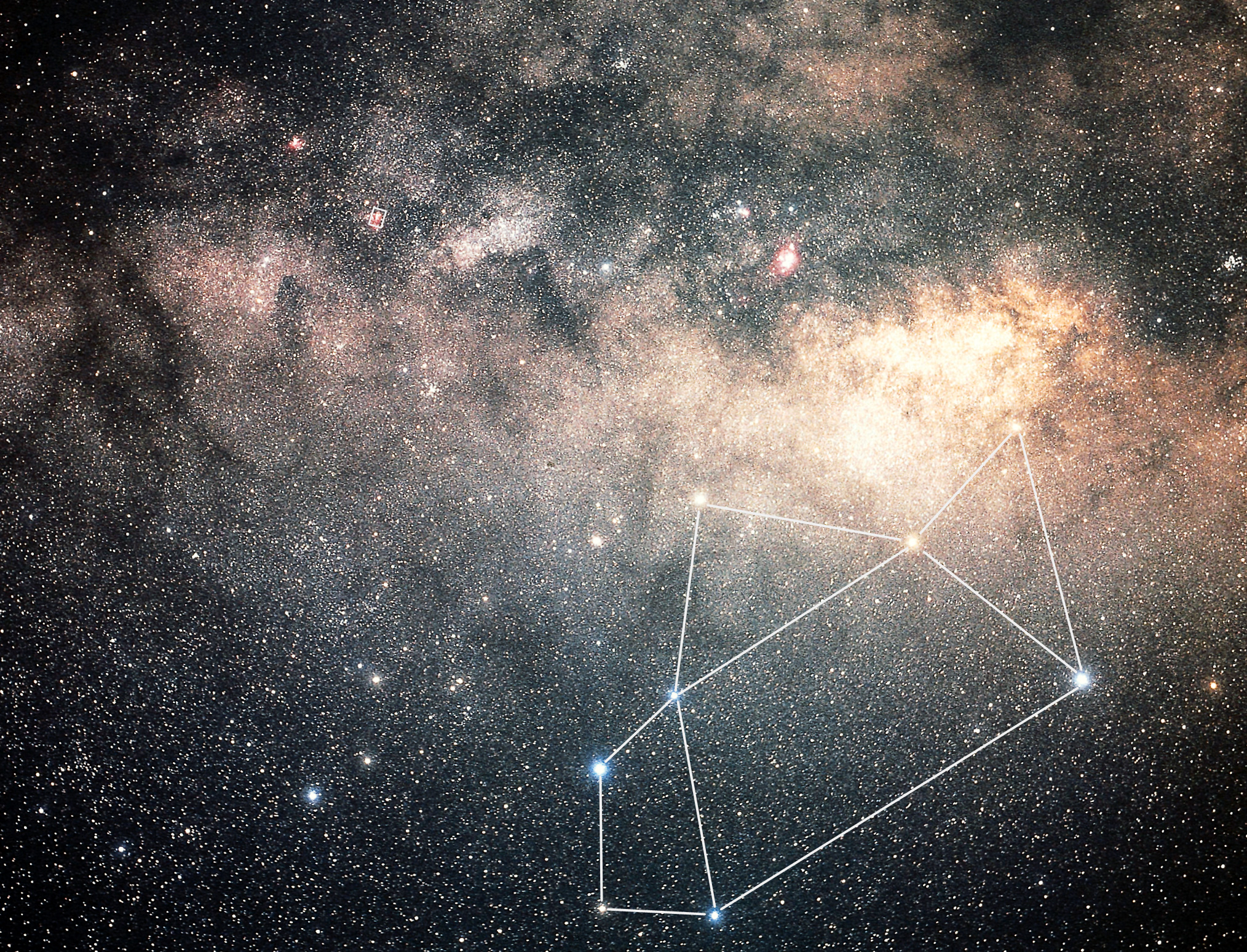 遠くを見つめるアザラシ　ビカクシダStella Aeterni 永遠の星 遠くを見つめるアザラシ様専用 ビカクシダStella Aeterni 永遠の星